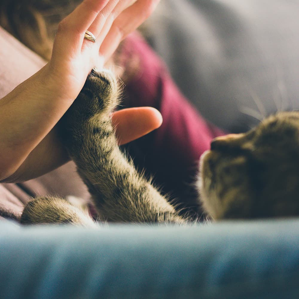 Kitten high fiving