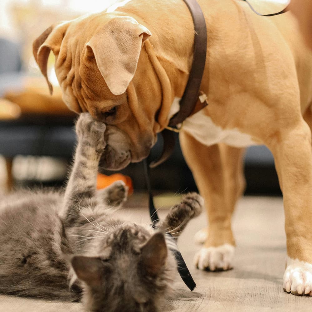 Dog playing with cat